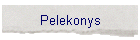 Pelekonys